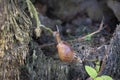 Achatina fulica snail climbing on the tree root Royalty Free Stock Photo