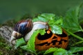 Achatina snail crawling on a pumpkin Jack