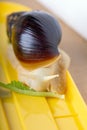 Achatina snail eats a lettuce leaf. Giant African snail. White snail with dark shell on yellow background.