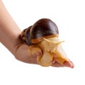 Achatina snail, giant African snail. White snail with dark shell in female hand isolated on white. Close-up Royalty Free Stock Photo