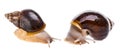 Achatina snail