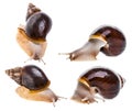 Achatina snail