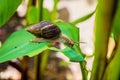 Achatina snail in a natural wild African environment