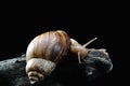 Achatina snail walking over driftwood