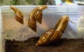 Achatina snails on an aquarium wall Royalty Free Stock Photo