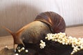 Large African Achatina snails Royalty Free Stock Photo