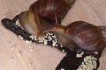 Large African Achatina snails Royalty Free Stock Photo