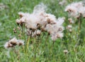 Achene of pink thistle (Cirsium arvense) with a feathery bangs Royalty Free Stock Photo