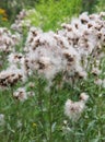 Achene of pink thistle (Cirsium arvense) with a feathery bangs Royalty Free Stock Photo