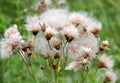 Achene of pink thistle (Cirsium arvense) with a feathery bangs Royalty Free Stock Photo
