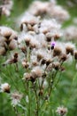 Achene of pink thistle (Cirsium arvense) with a feathery bangs Royalty Free Stock Photo