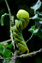 Acherontia Atropos Caterpillar Royalty Free Stock Photo