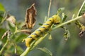 Acherontia atropos caterpillar Royalty Free Stock Photo