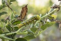Acherontia Atropos Caterpillar Royalty Free Stock Photo