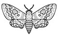 Acherontia atropos monochrome realistic doodle hawk moth. Perfect for tee, poster, card, sticker, banner. Hand drawn vector