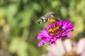 Acherontia lachesis