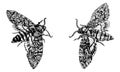 Acherontia Styx or Death`s-head hawkmoth butterflies. Hand drawn ink pen illustration isolated black on white. T shirt print,