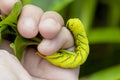 Acherontia styx, the lesser death`s head hawkmoth or bee robber in woman hand, it is a worm of sphingid moth found on leaves in Royalty Free Stock Photo