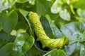 Acherontia styx, the lesser death`s head hawkmoth or bee robber, is a worm of sphingid moth found on leaves in green nature Royalty Free Stock Photo