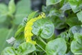 Acherontia styx, the lesser death`s head hawkmoth or bee robber, is a worm of sphingid moth found on leaves in green nature Royalty Free Stock Photo