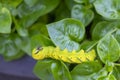 Acherontia styx, the lesser death`s head hawkmoth or bee robber, is a worm of sphingid moth found on leaves in green nature