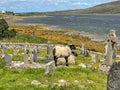 Wild sheep on common ground Achill Island, County Mayo