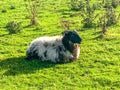 Wild sheep on common ground Achill Island, County Mayo