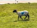 Wild sheep on common ground Achill Island, County Mayo