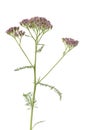 Achilla millefolium, milfoil Royalty Free Stock Photo