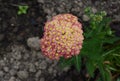 Achillea Appleblossom flower head Royalty Free Stock Photo