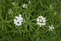 Achillea biserrata - yarrow Royalty Free Stock Photo