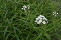 Achillea biserrata - yarrow Royalty Free Stock Photo