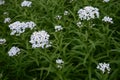 Achillea biserrata - yarrow Royalty Free Stock Photo