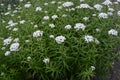 Achillea biserrata - yarrow Royalty Free Stock Photo