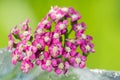 Achillea Royalty Free Stock Photo