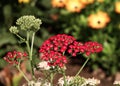 Achillea commonly known as Yarrow. Royalty Free Stock Photo