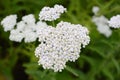 Achillea distans with white flowers