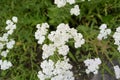 Achillea distans with white flowers