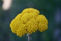 Achillea filipendulina, the yarrow, fernleaf yarrow