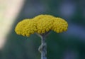 Achillea filipendulina, the yarrow, fernleaf yarrow