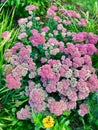 Achillea flowers blooming Royalty Free Stock Photo