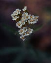 Achillea is a genus of flowering plants in the family Asteraceae, known colloquially as yarrows