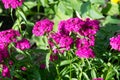Achillea, The genus was named after the Greek mythological character Achilles.