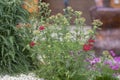 Achillea glaberrima perennial plant used in landscape design Royalty Free Stock Photo