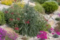 Achillea glaberrima perennial plant used in landscape design Royalty Free Stock Photo