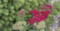 Achillea glaberrima perennial plant used in landscape design Royalty Free Stock Photo