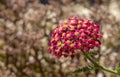 Achillea glaberrima red perennial plant used in landscape design Royalty Free Stock Photo