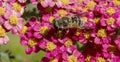 Achillea glaberrima red perennial plant used in landscape design Royalty Free Stock Photo