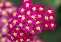 Achillea glaberrima red perennial plant used in landscape design Royalty Free Stock Photo