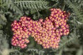 Achillea glaberrima red perennial plant used in landscape design Royalty Free Stock Photo
